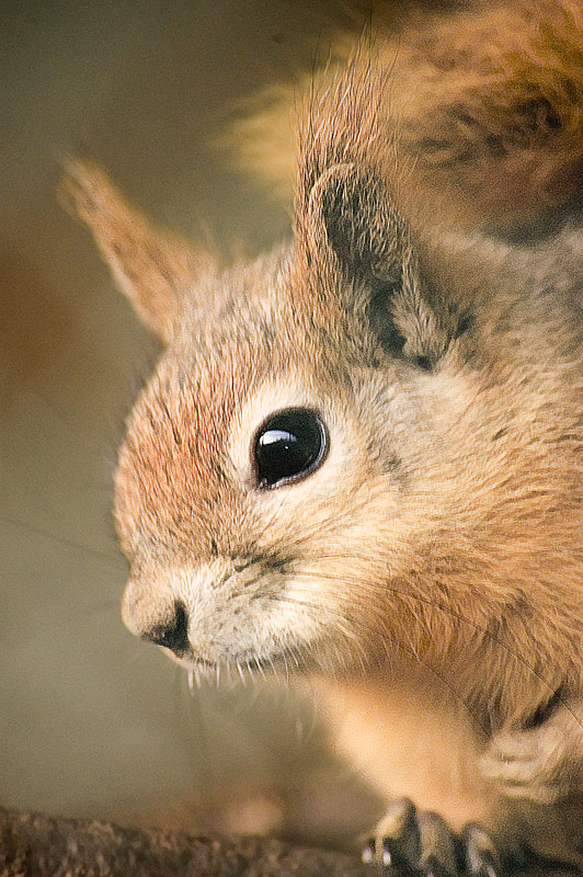 Eichhörnchen