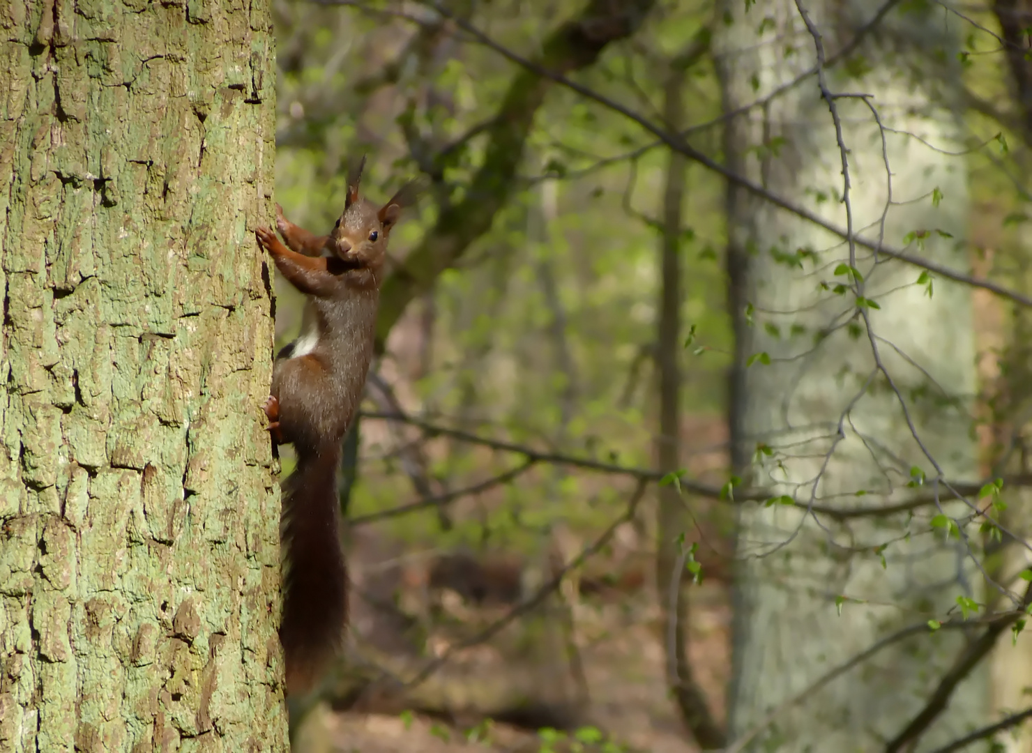 Eichhörnchen