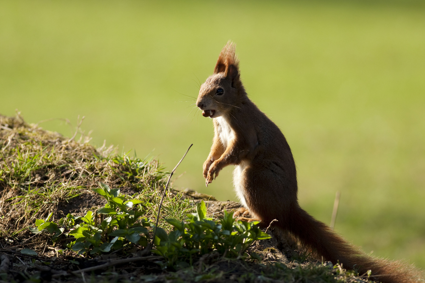 Eichhörnchen