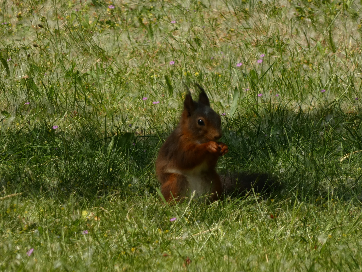 Eichhörnchen