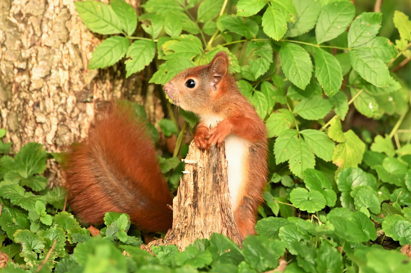 Eichhörnchen