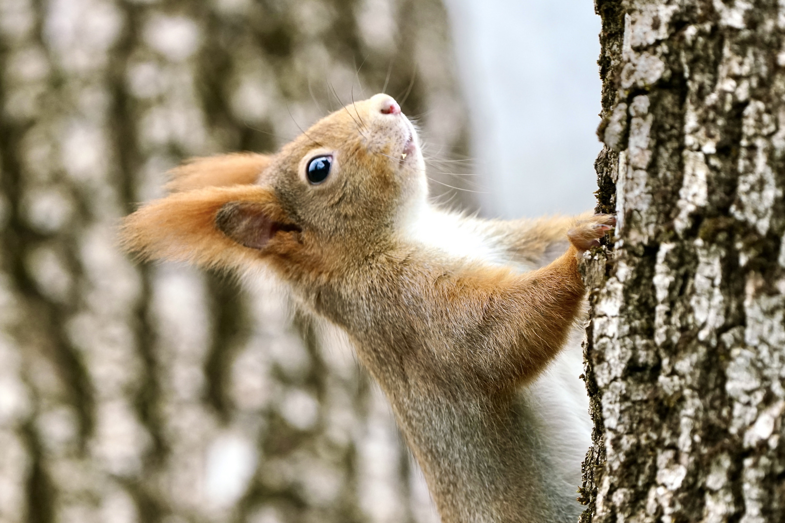 Eichhörnchen..