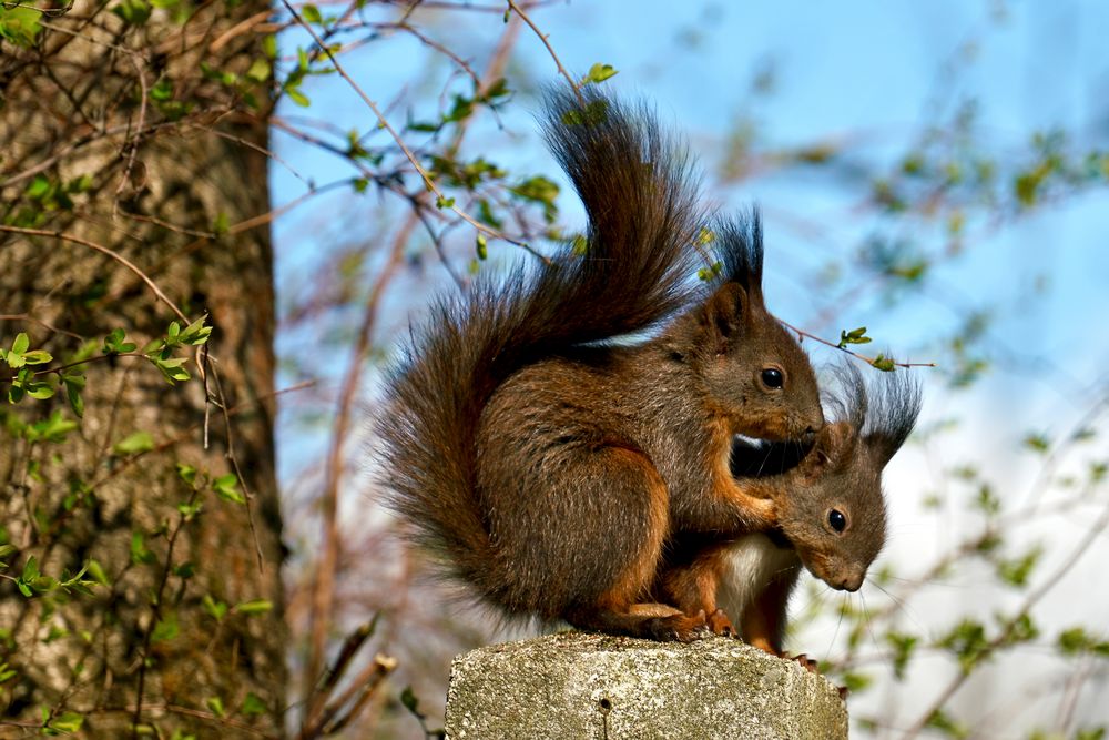 Eichhörnchen