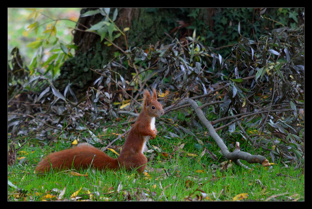 Eichhörnchen