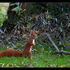 Eichhörnchen