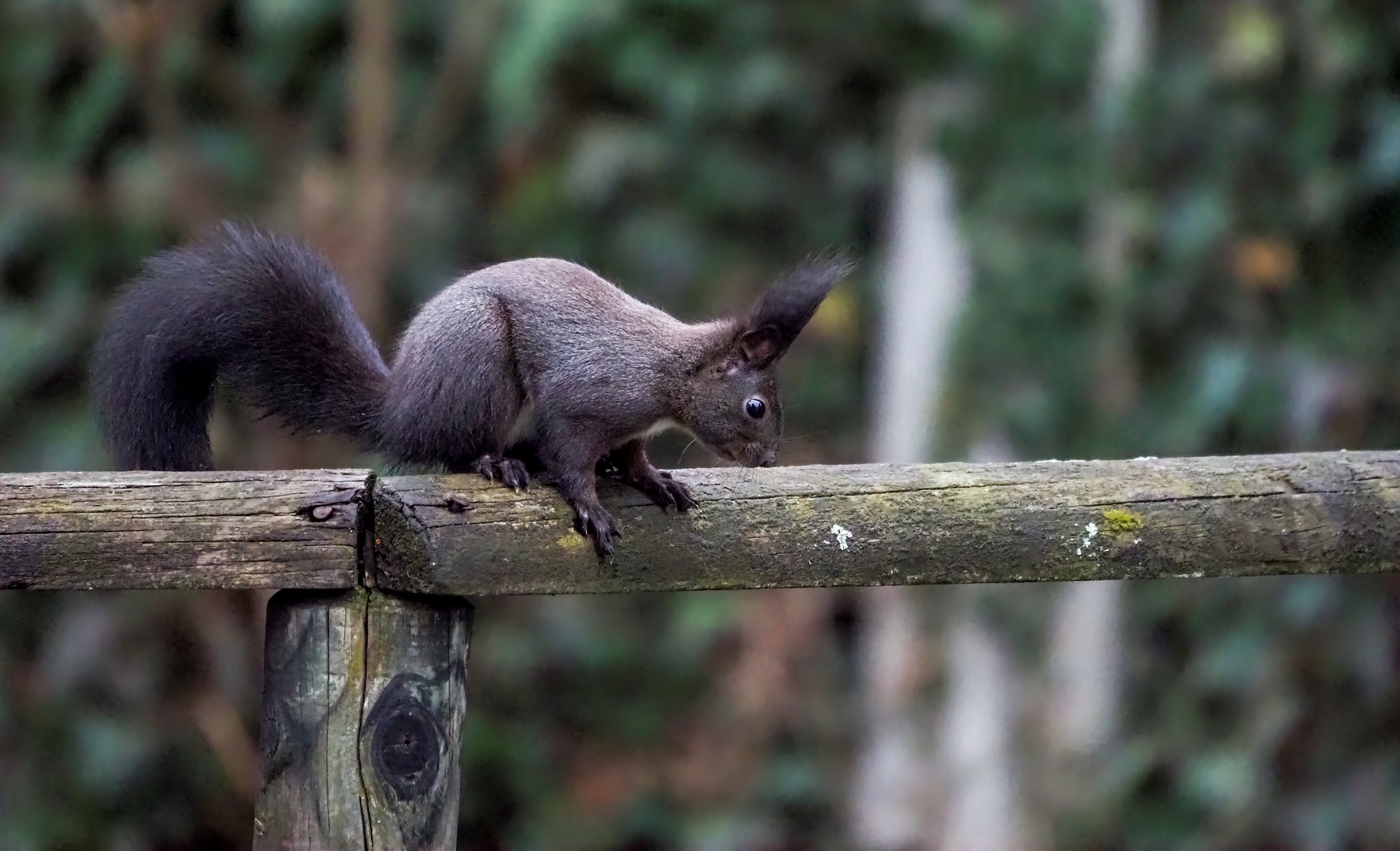 Eichhörnchen