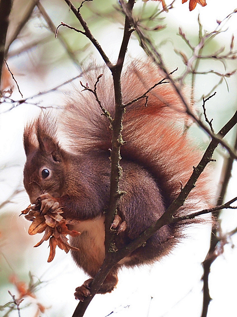 Eichhörnchen