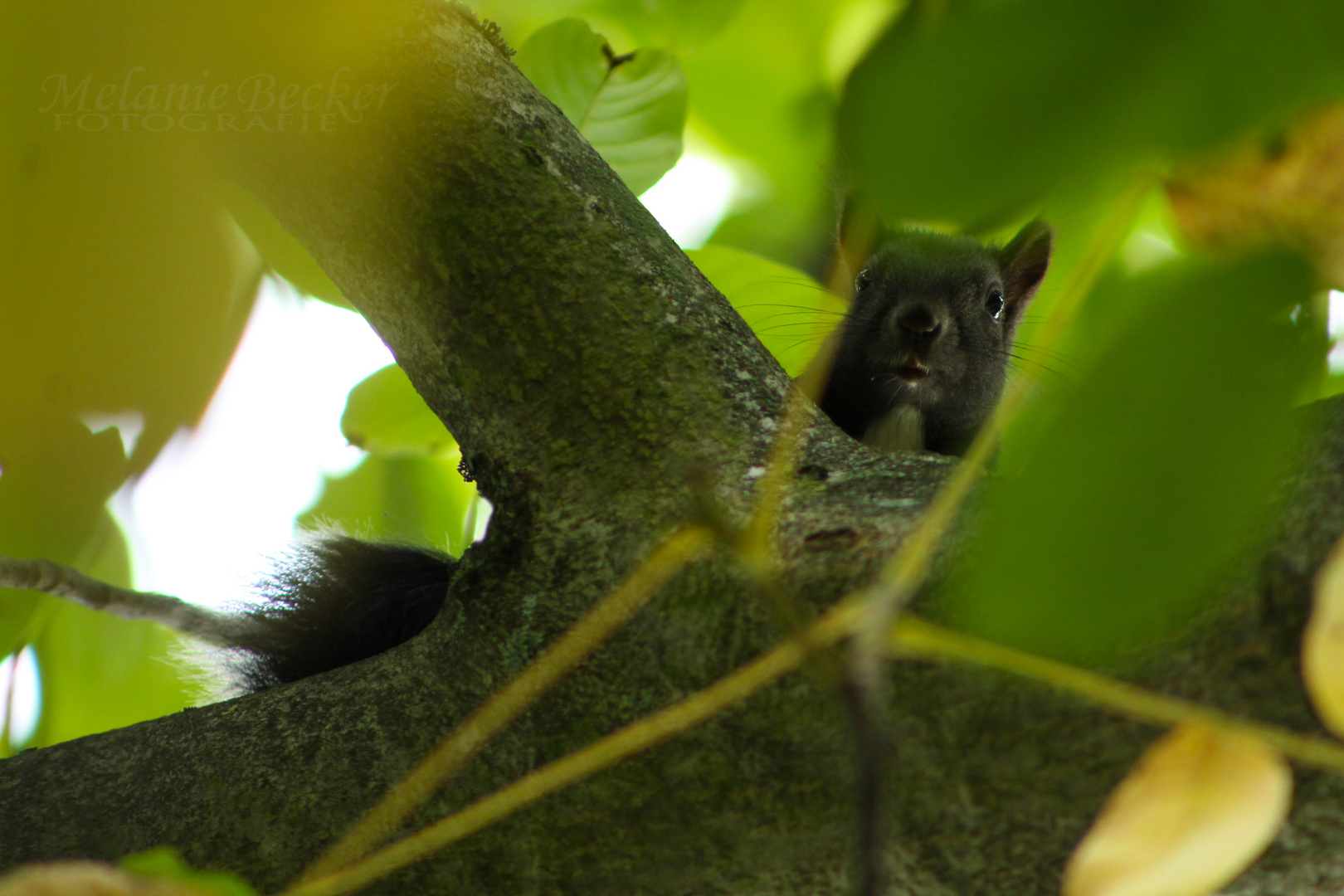 Eichhörnchen