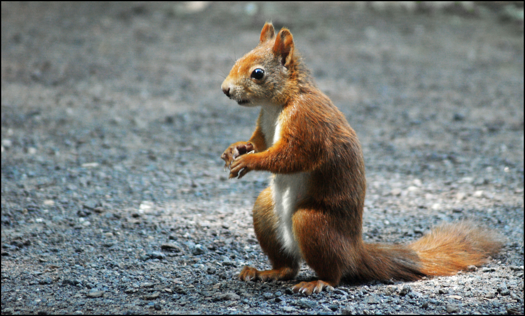 Eichhörnchen