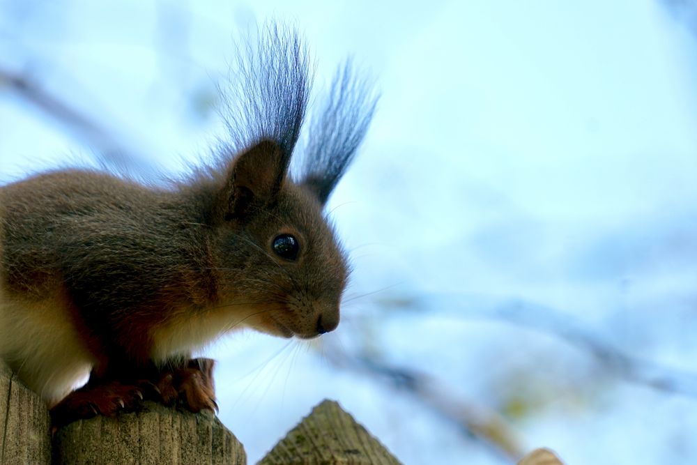 Eichhörnchen