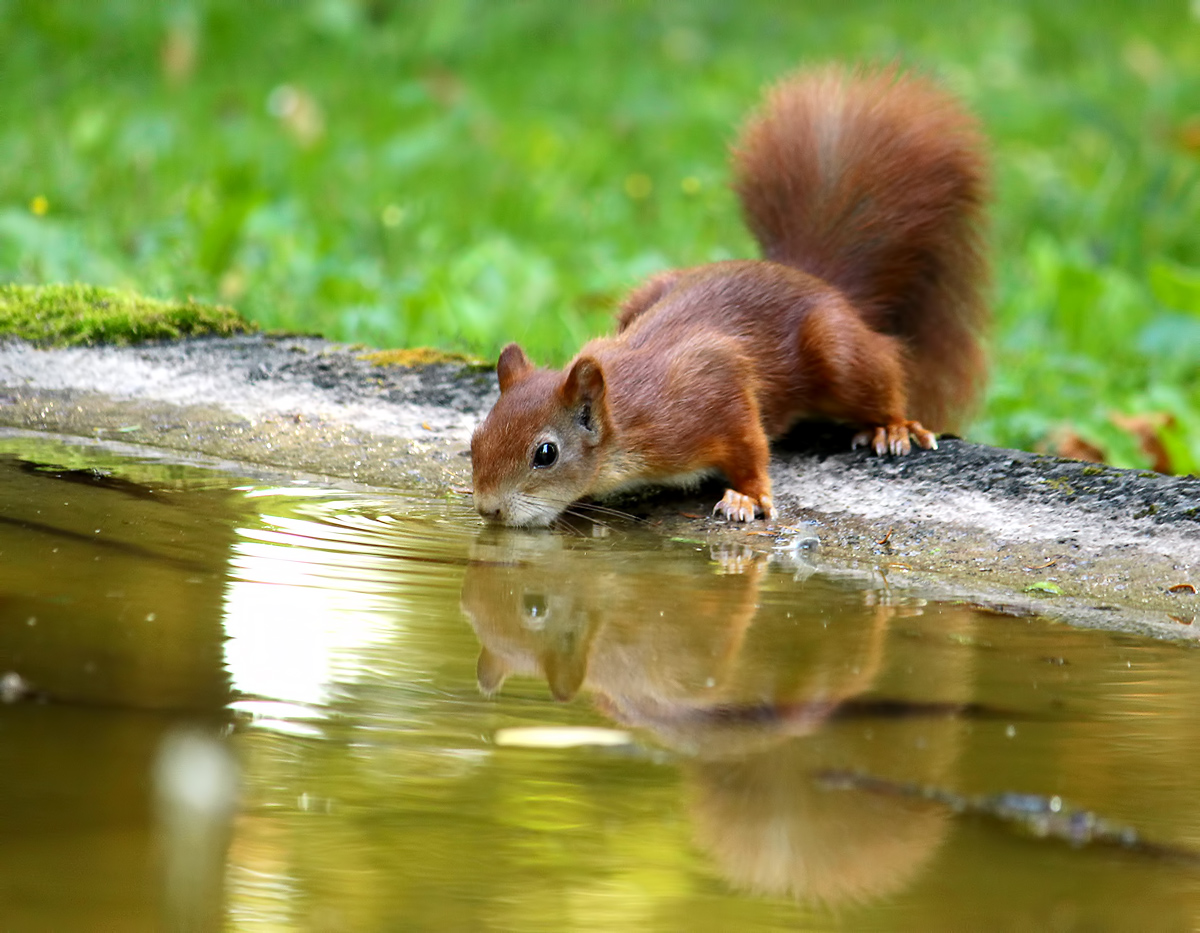 Eichhörnchen