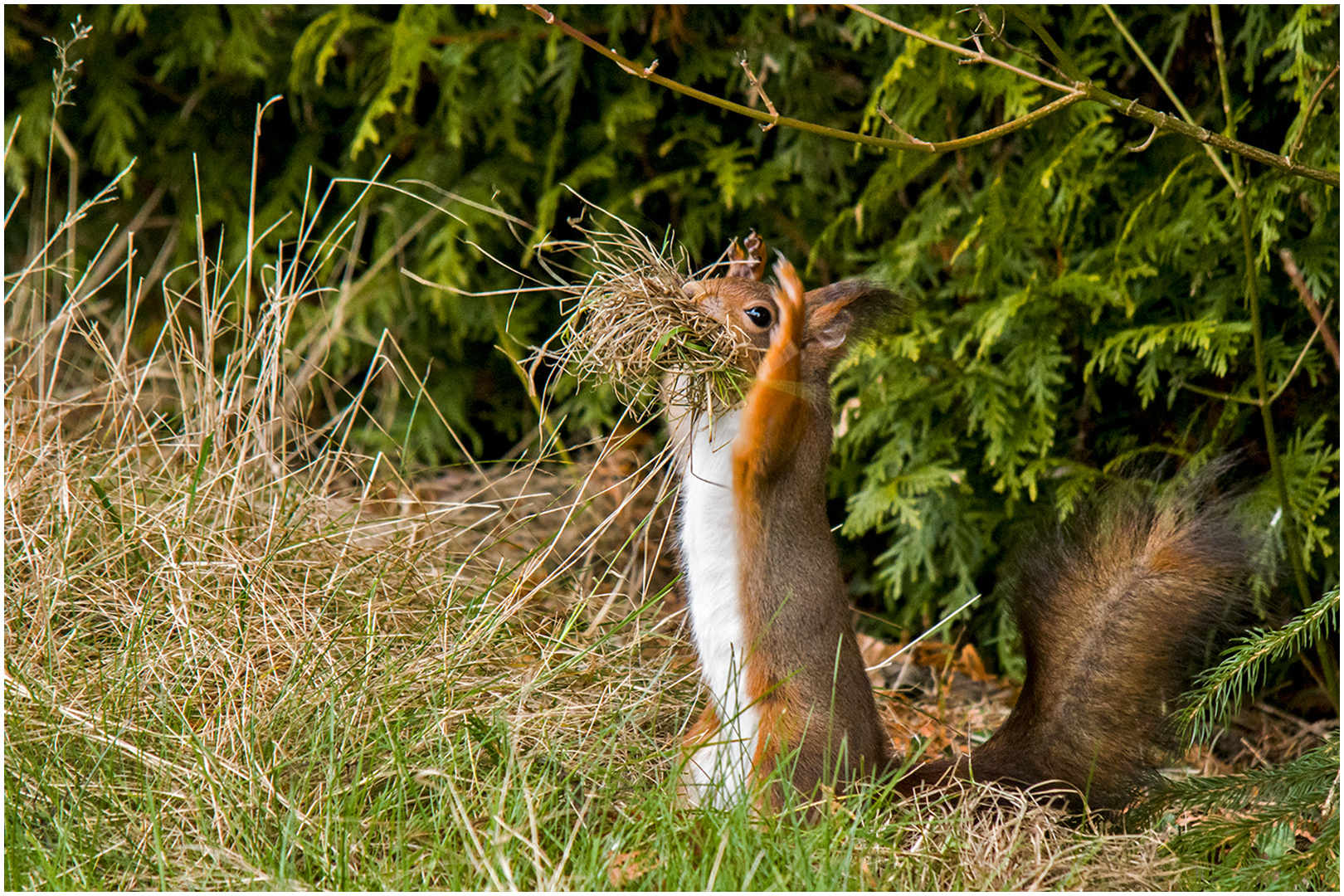 Eichhörnchen