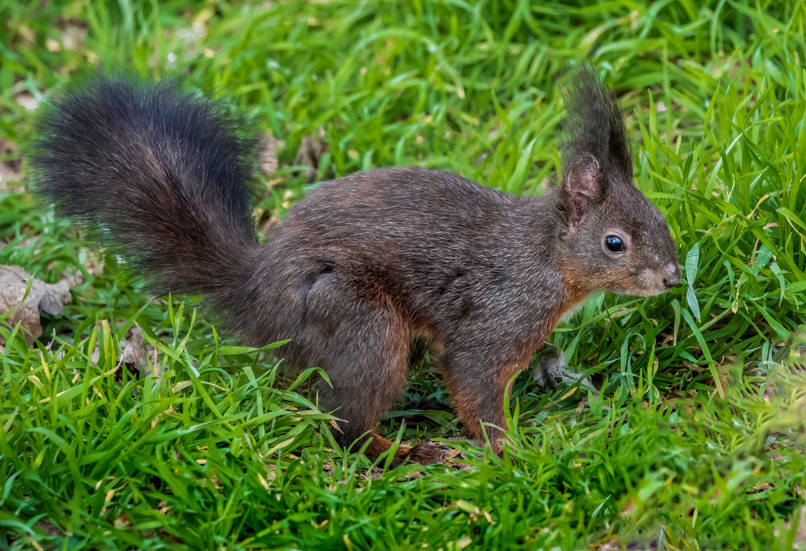 EICHHÖRNCHEN