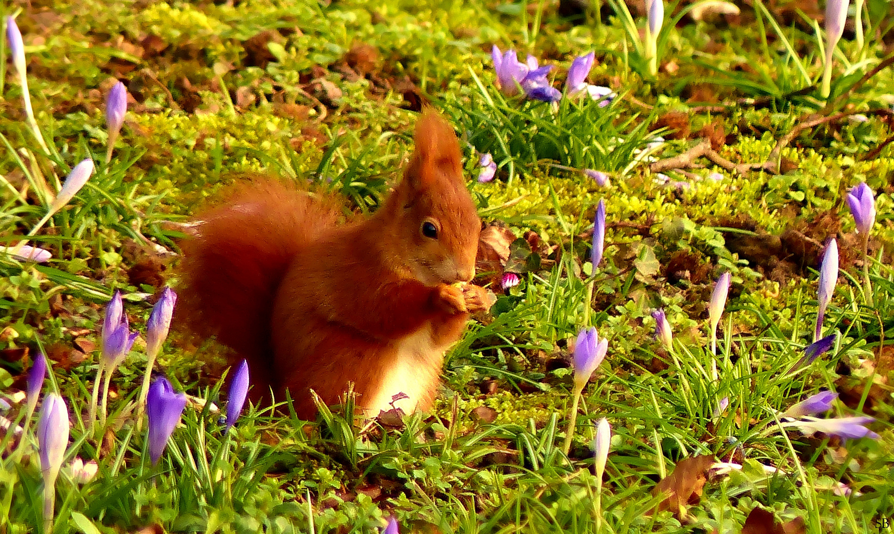 Eichhörnchen