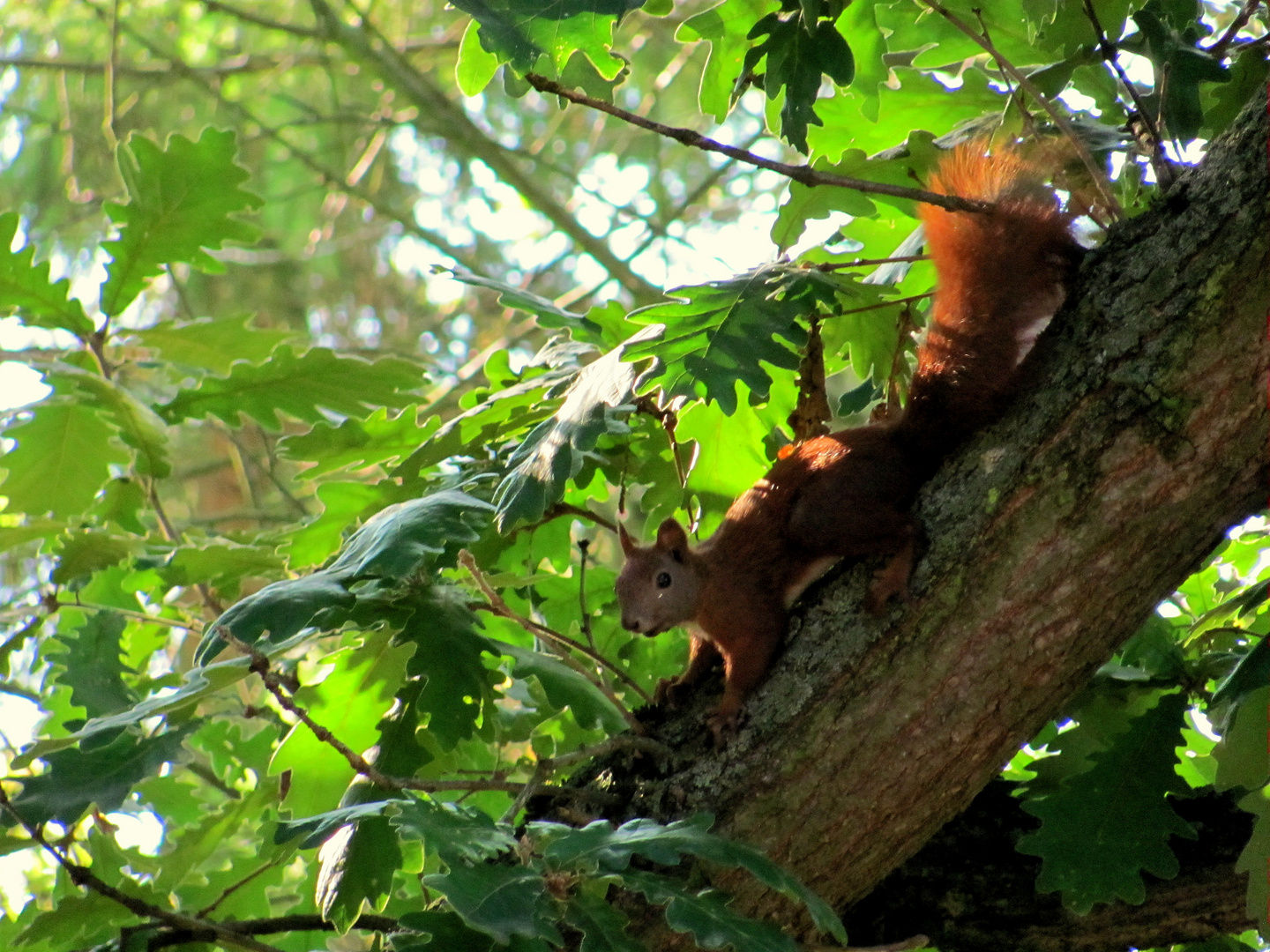 Eichhörnchen