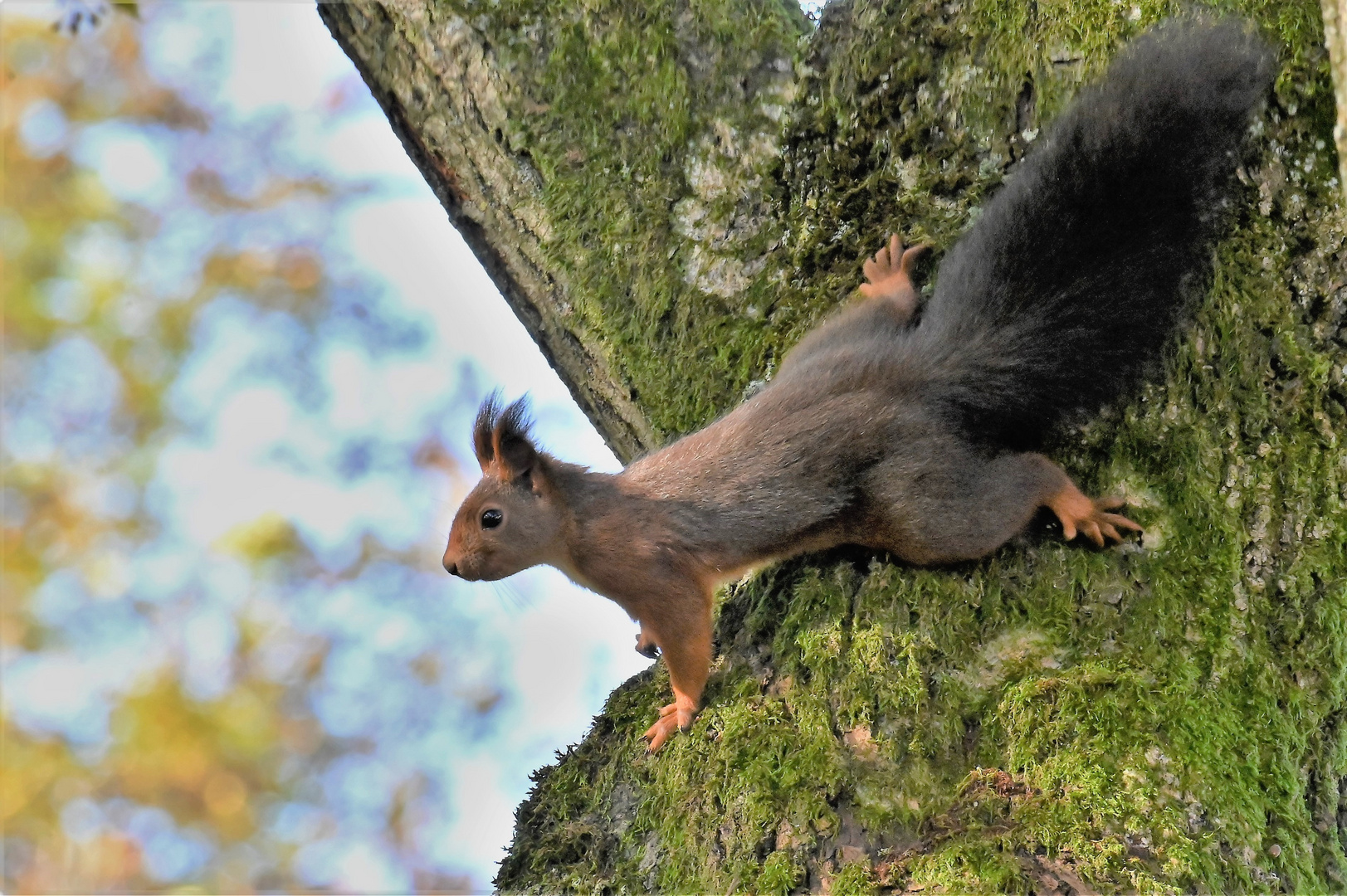 Eichhörnchen