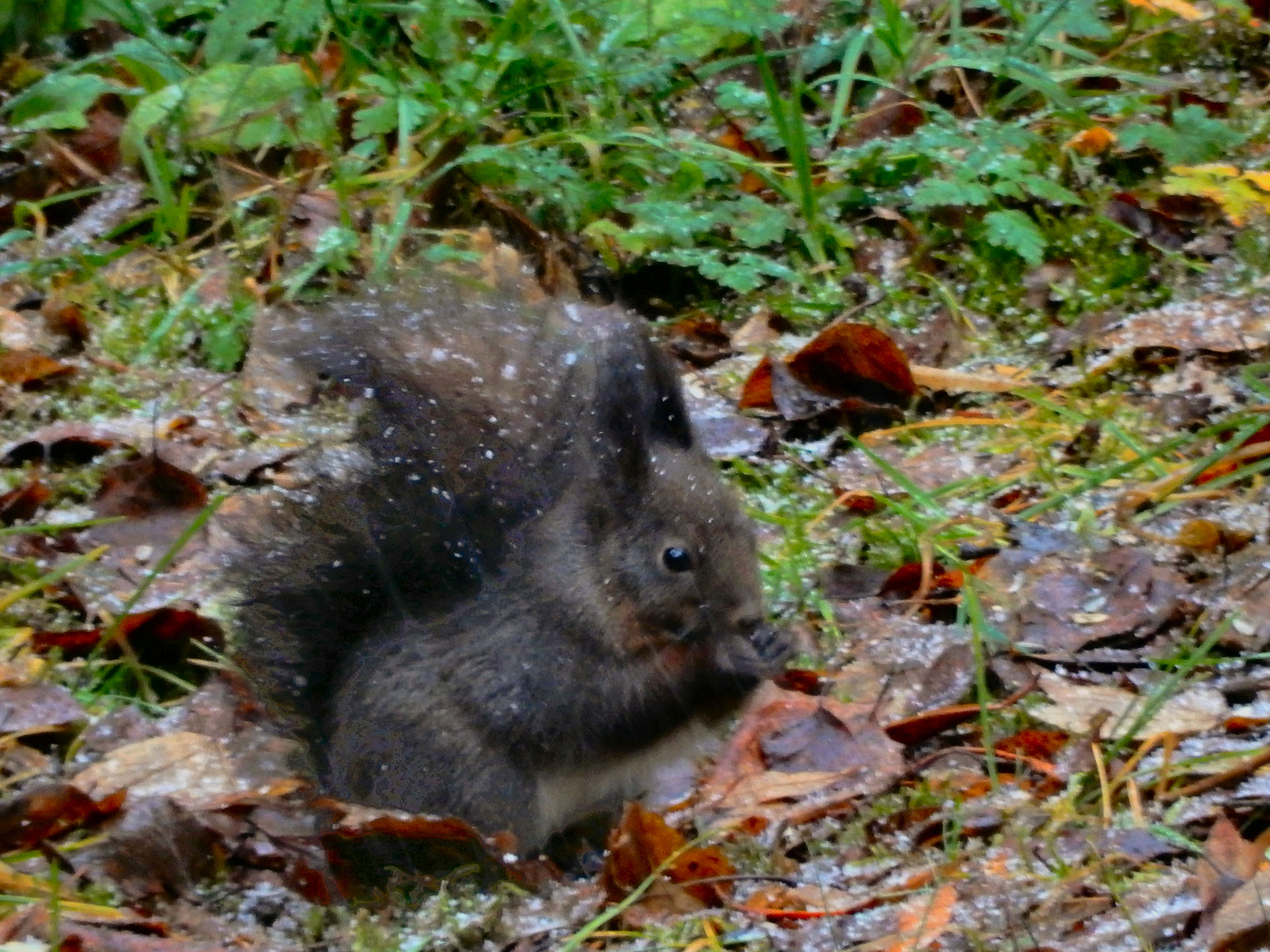 Eichhörnchen