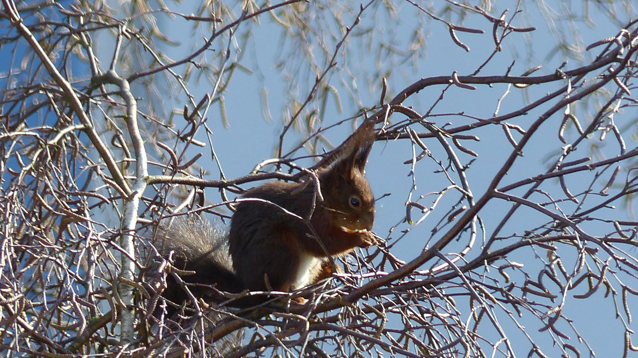 Eichhörnchen