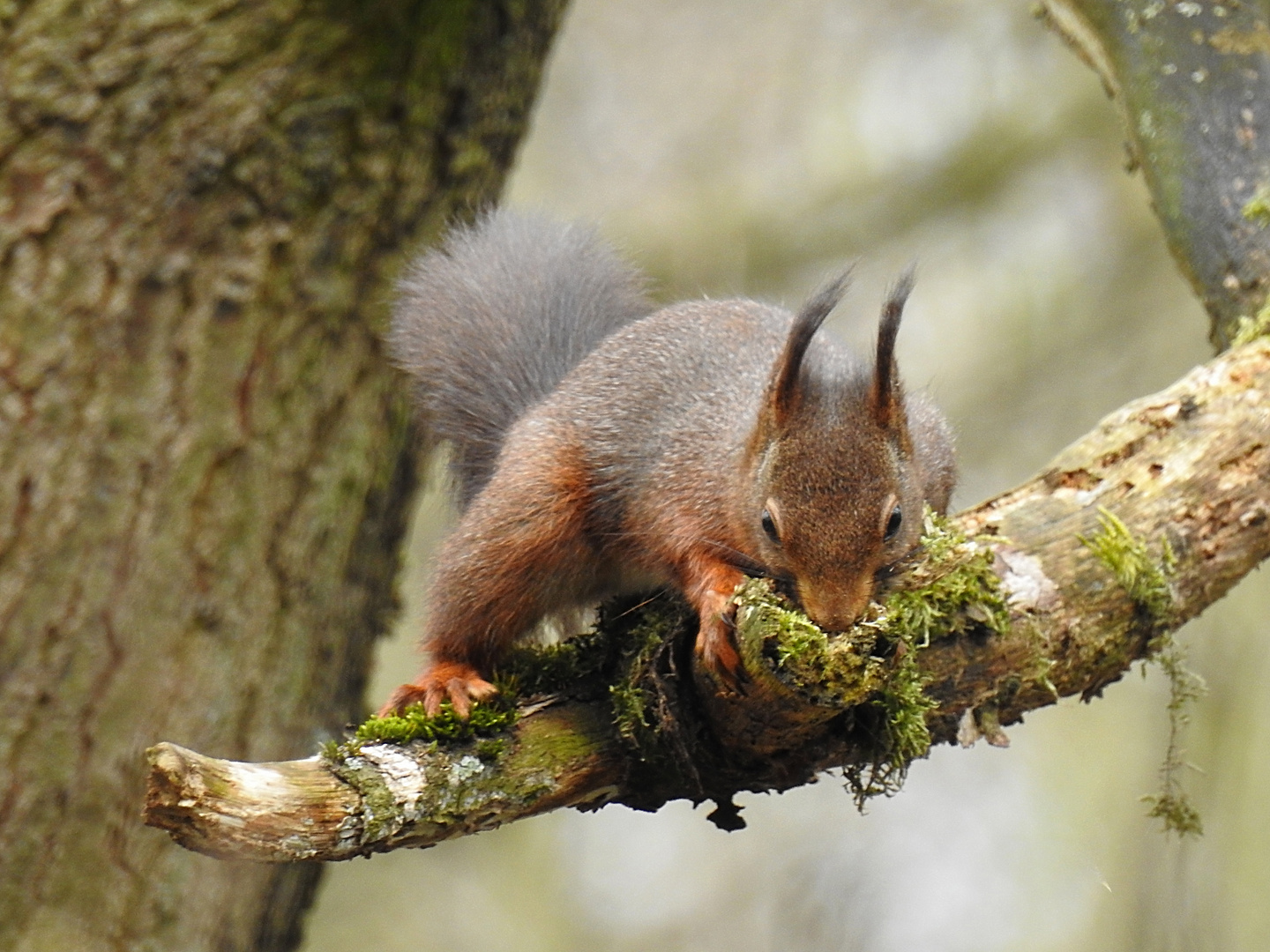 Eichhörnchen