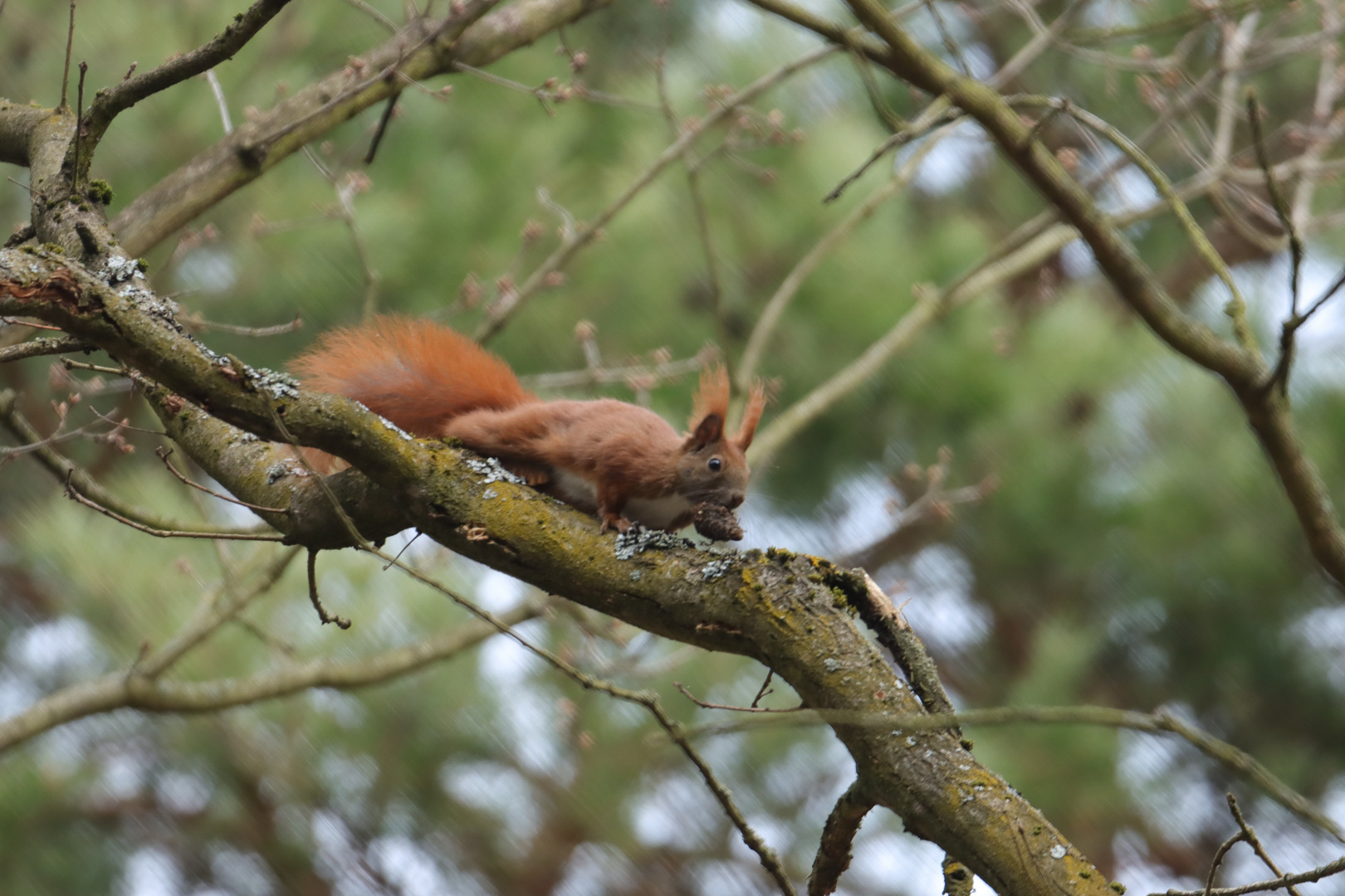 Eichhörnchen