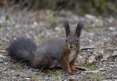 Eichhörnchen