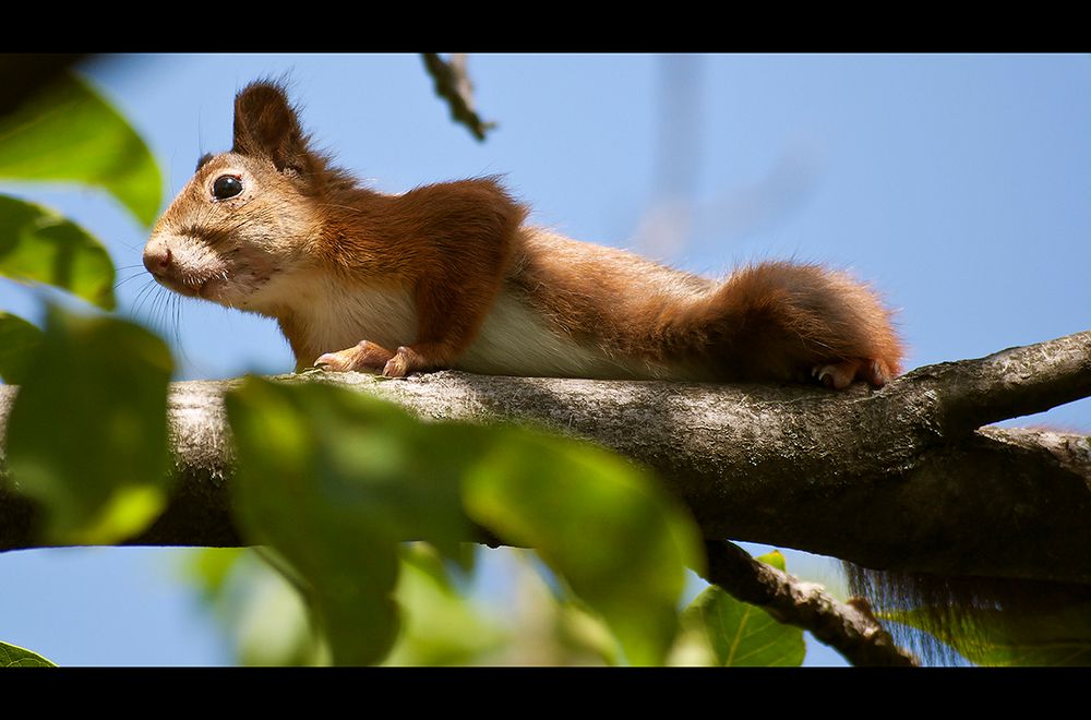 Eichhörnchen