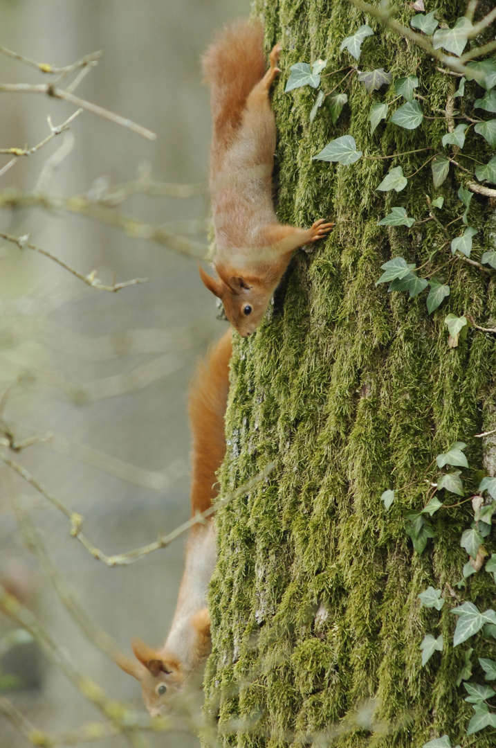 Eichhörnchen