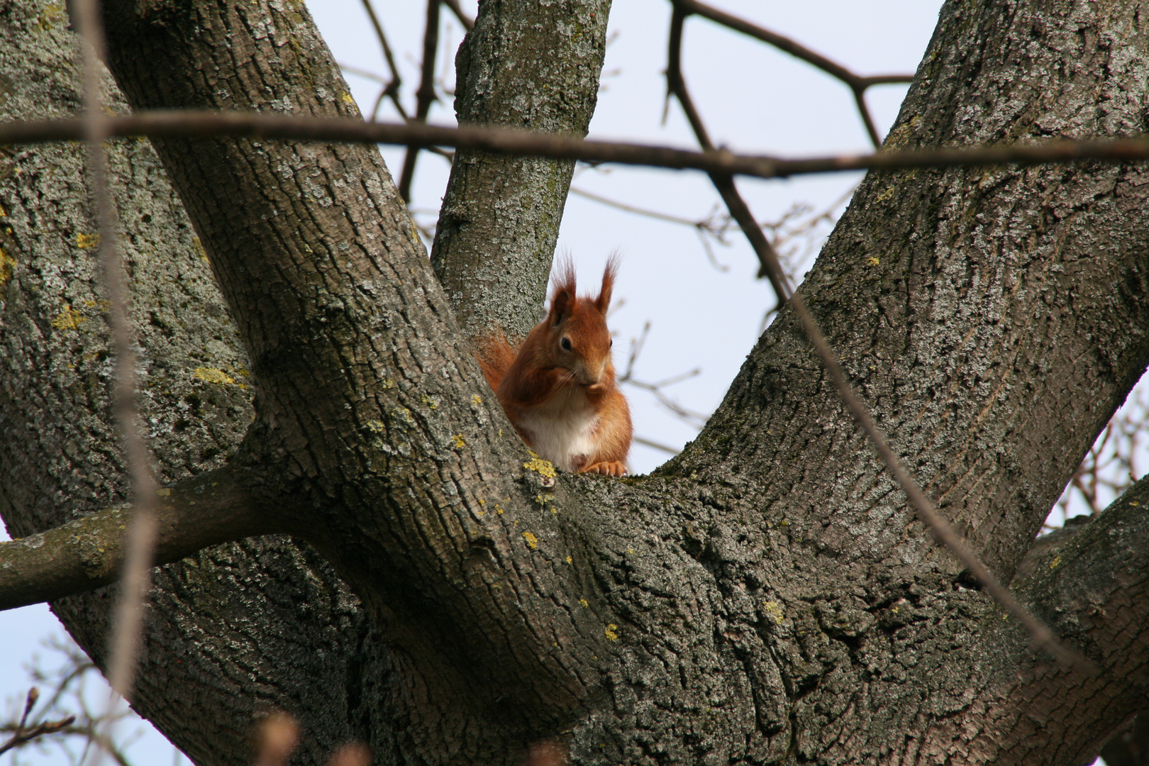 Eichhörnchen