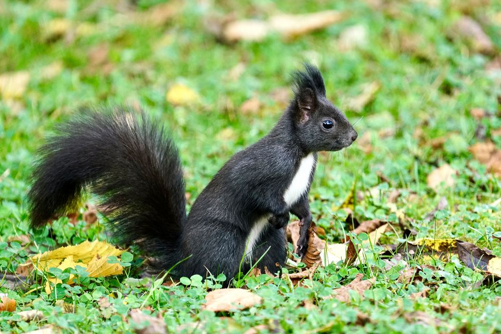 Eichhörnchen