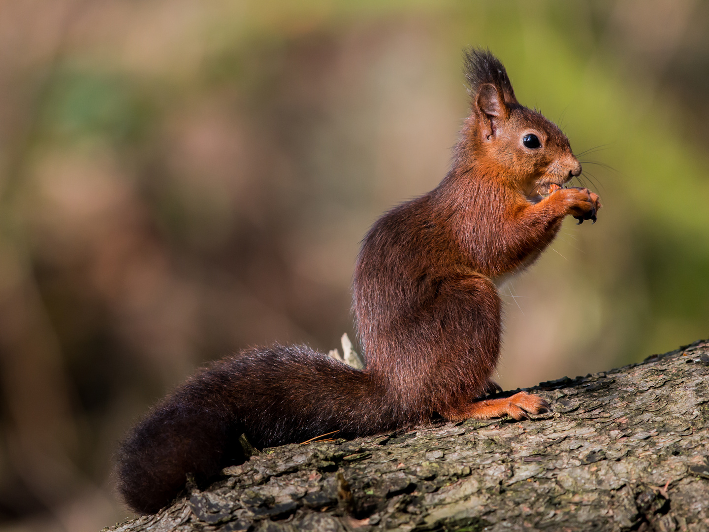 Eichhörnchen