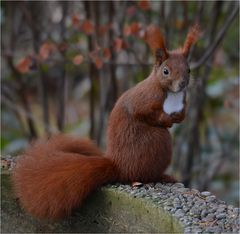 Eichhörnchen