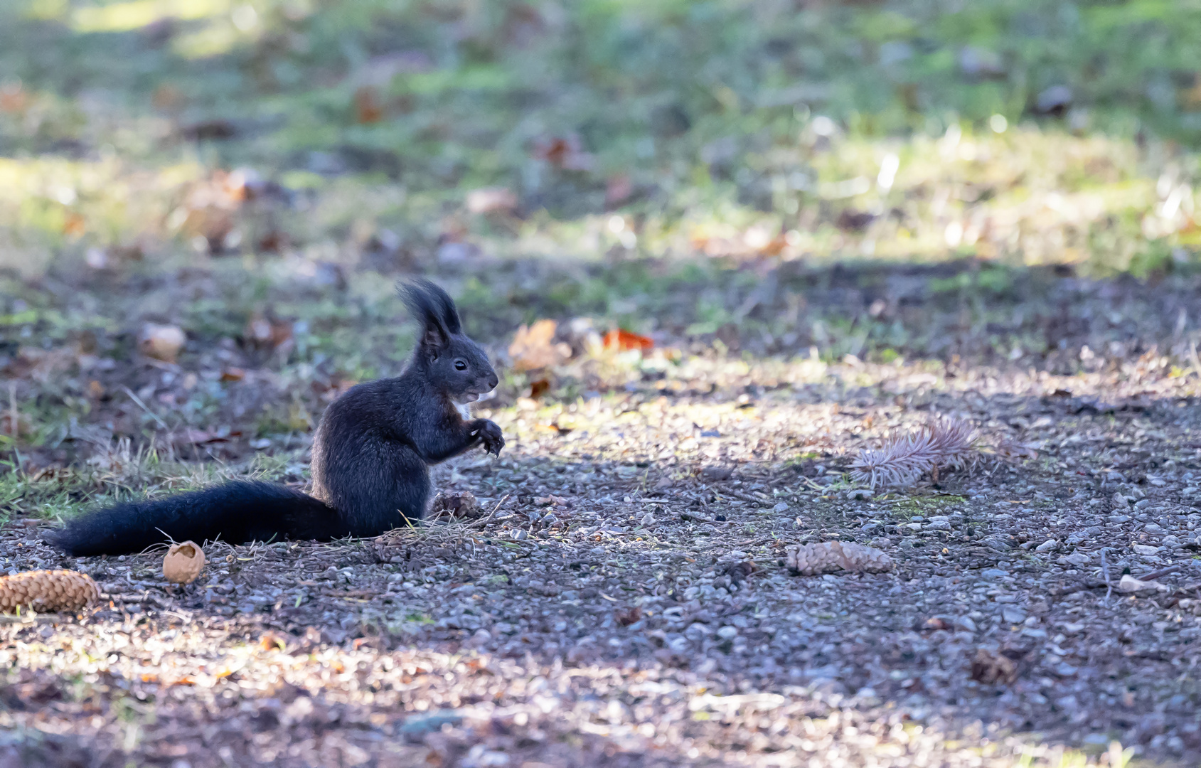 Eichhörnchen