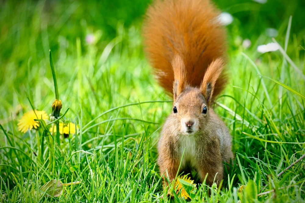 Eichhörnchen