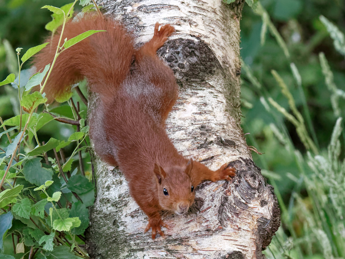 Eichhörnchen