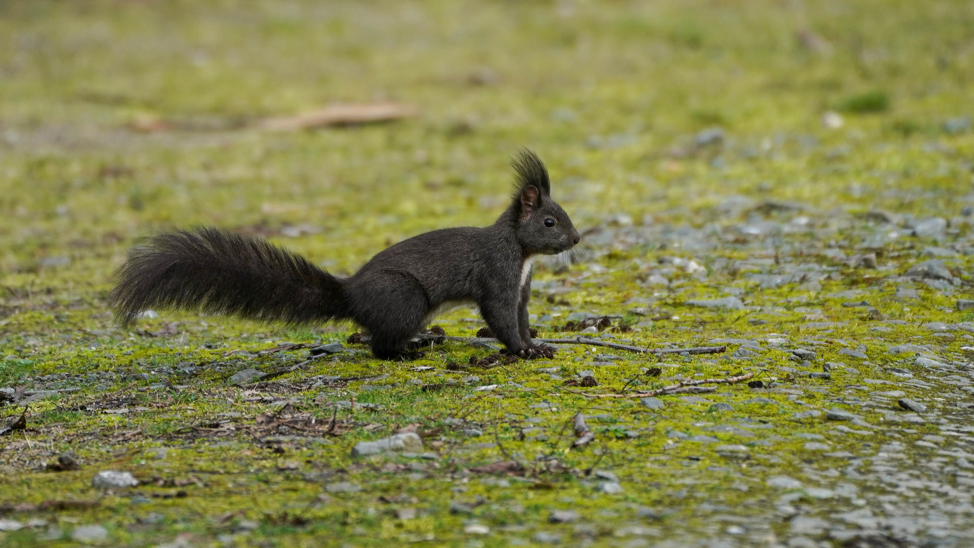 Eichhörnchen