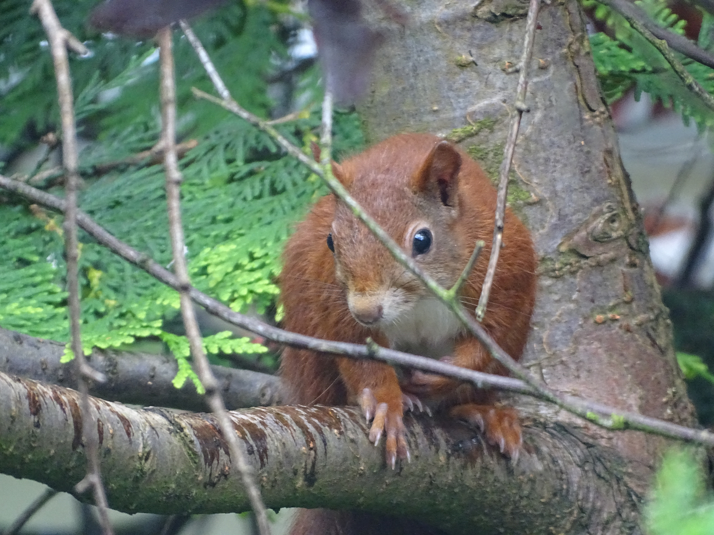 Eichhörnchen