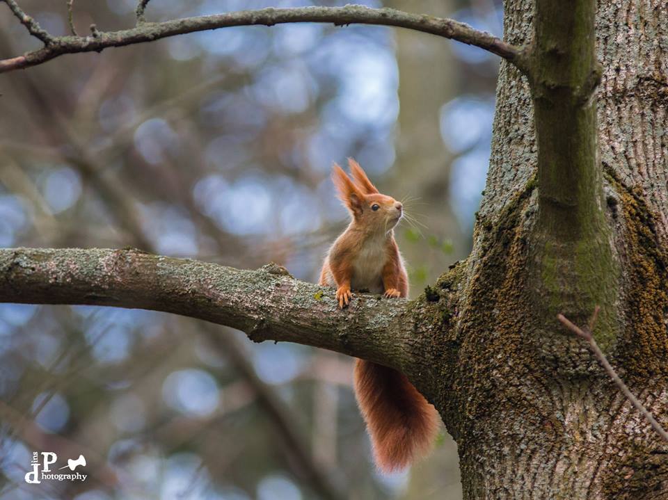 Eichhörnchen