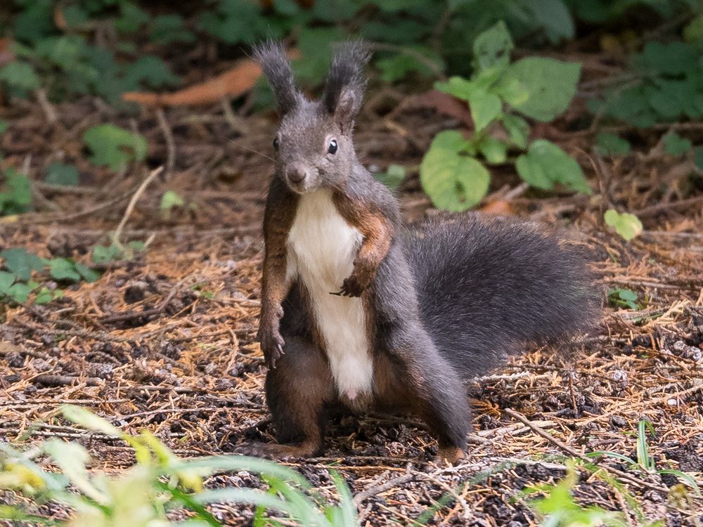 Eichhörnchen