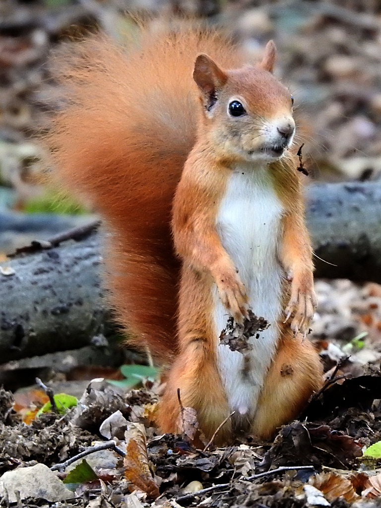 Eichhörnchen