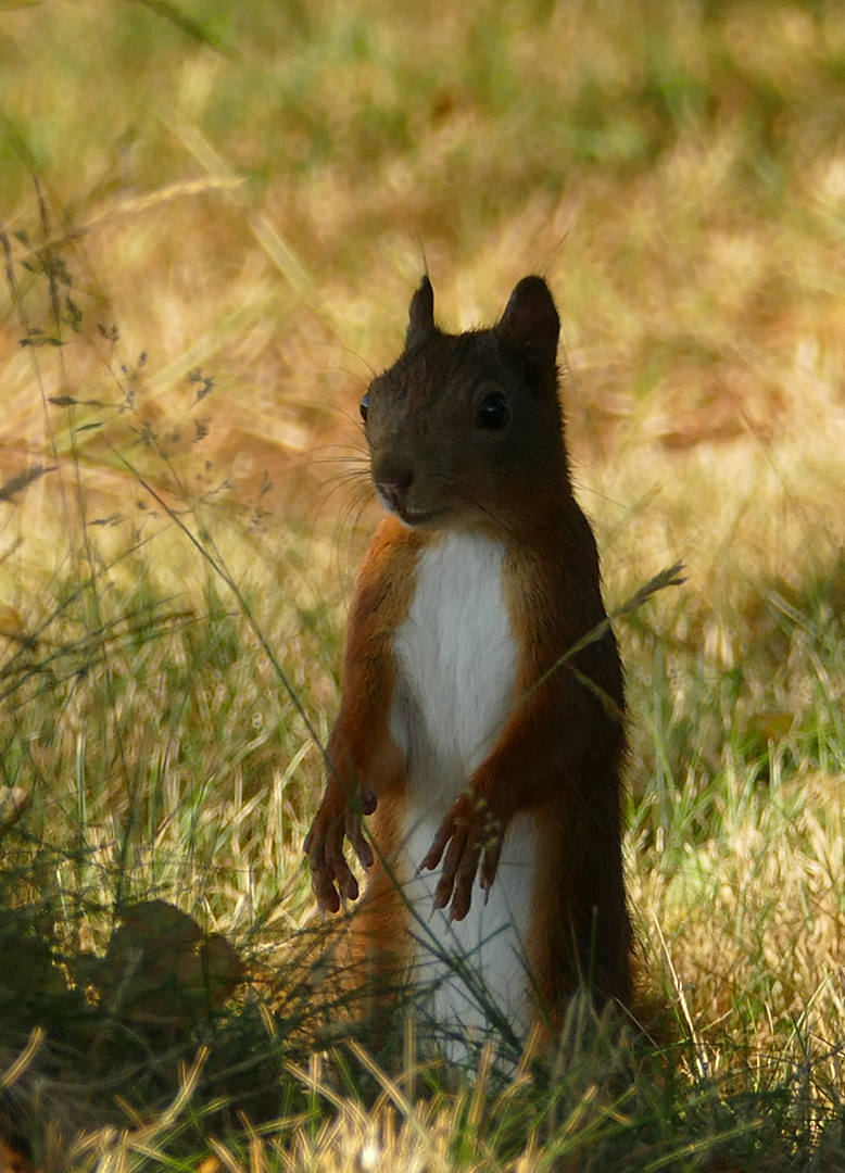 Eichhörnchen