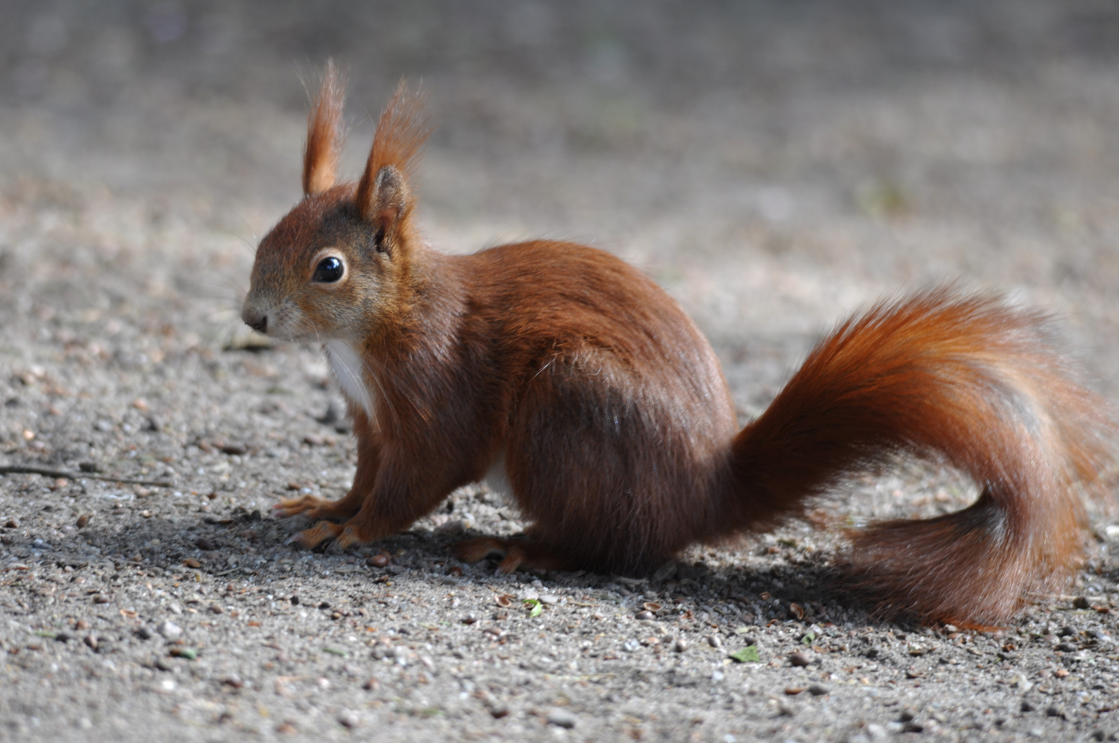 Eichhörnchen