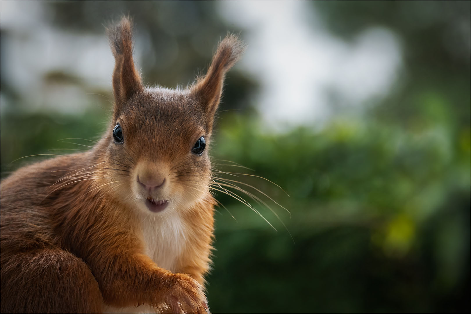 Eichhörnchen