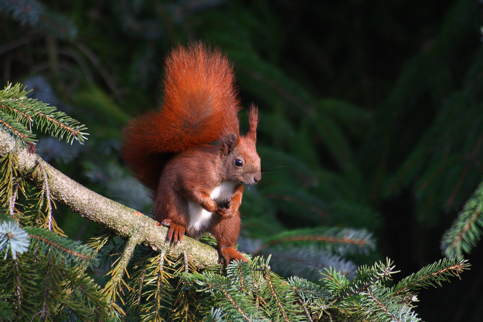 Eichhörnchen