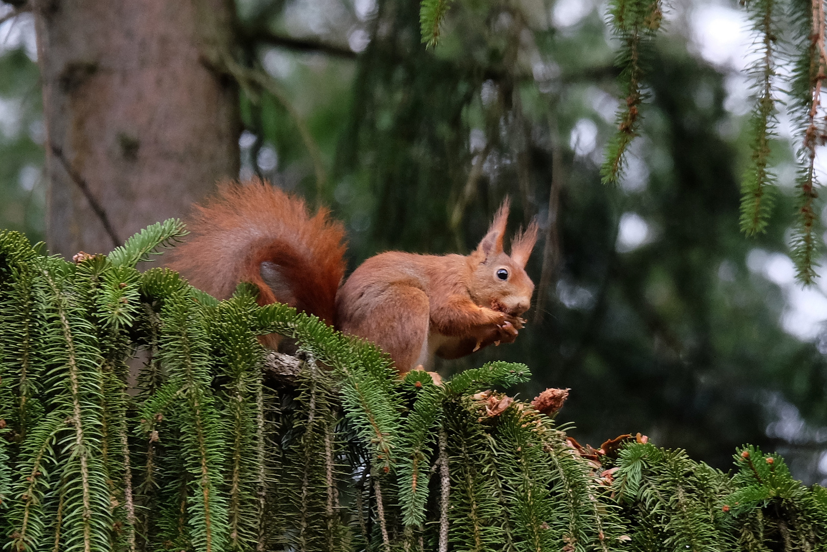 Eichhörnchen