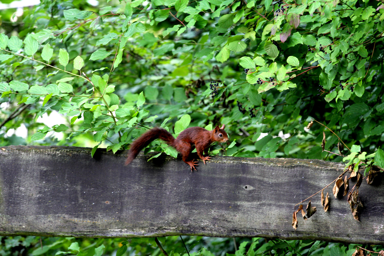 Eichhörnchen