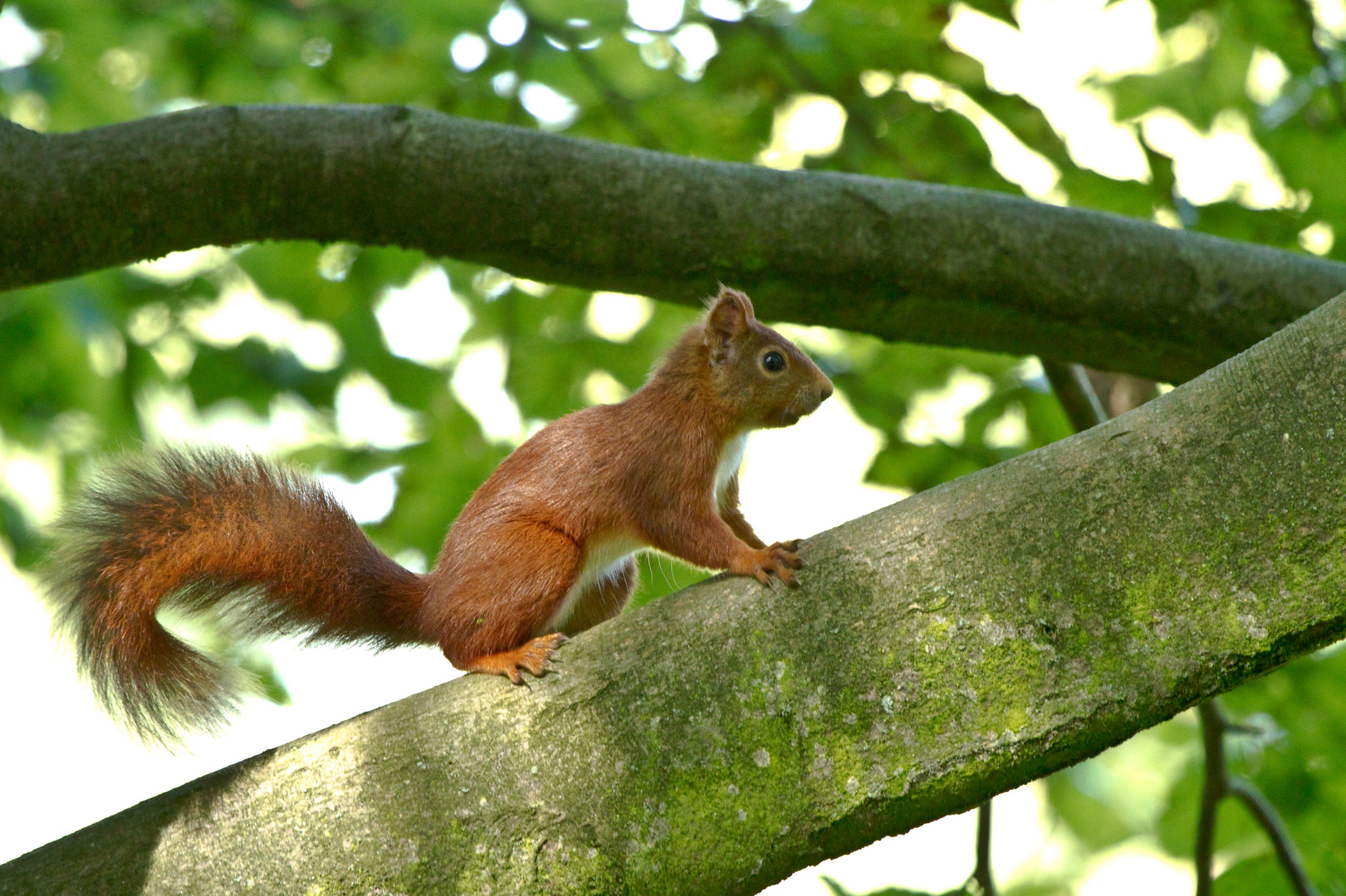 Eichhörnchen