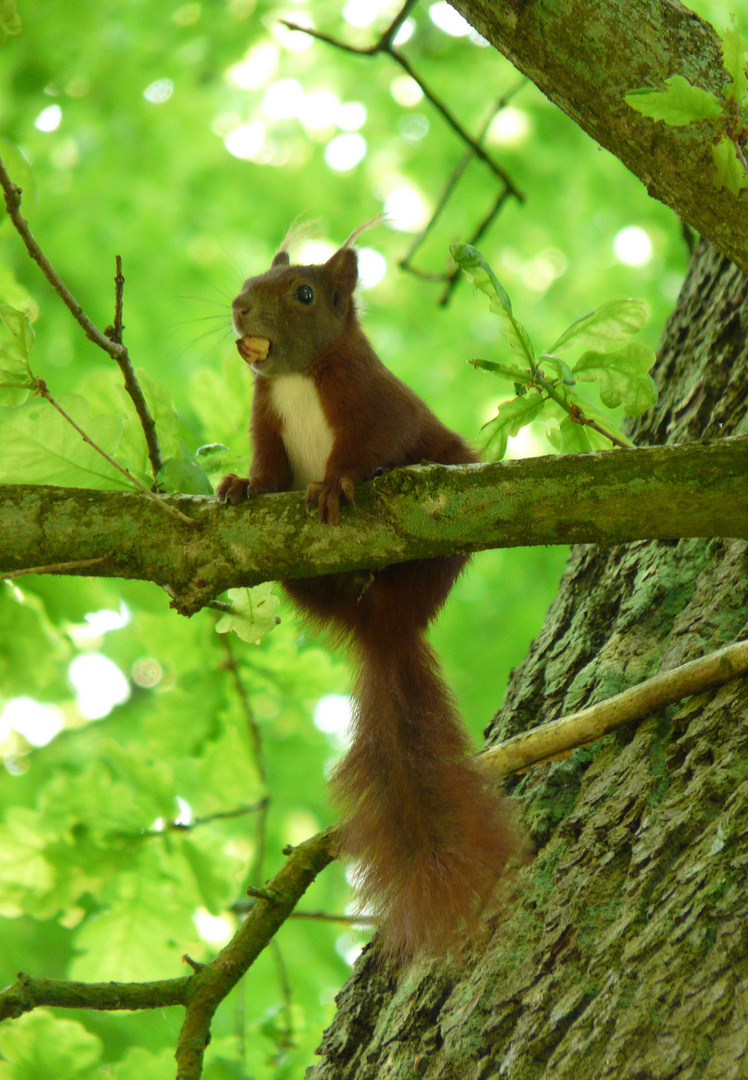 Eichhörnchen