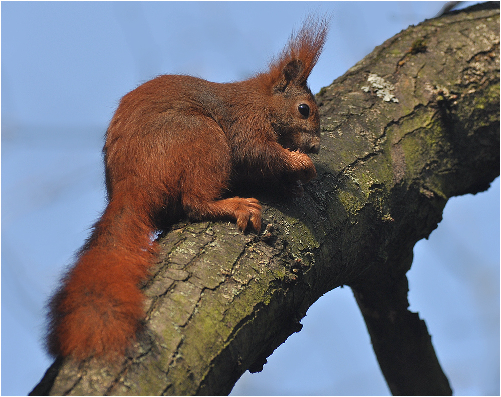 Eichhörnchen