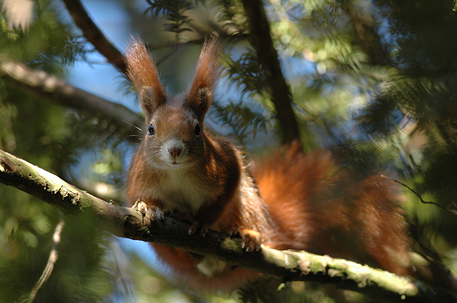 Eichhörnchen