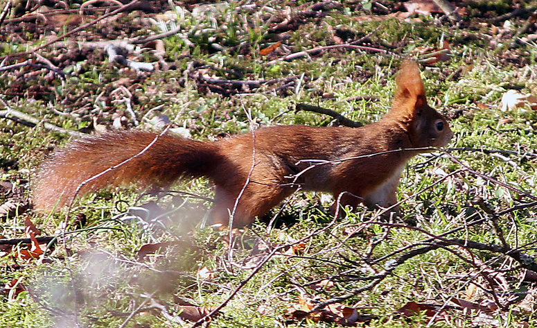 Eichhörnchen